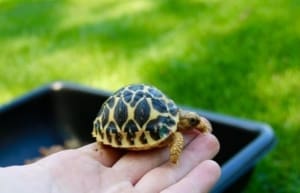 indian star tortoise temperature