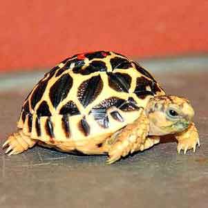 Sri lankan star tortoise water