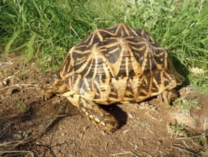 Sri lankan star tortoise substrate