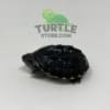 baby Common Musk Turtle