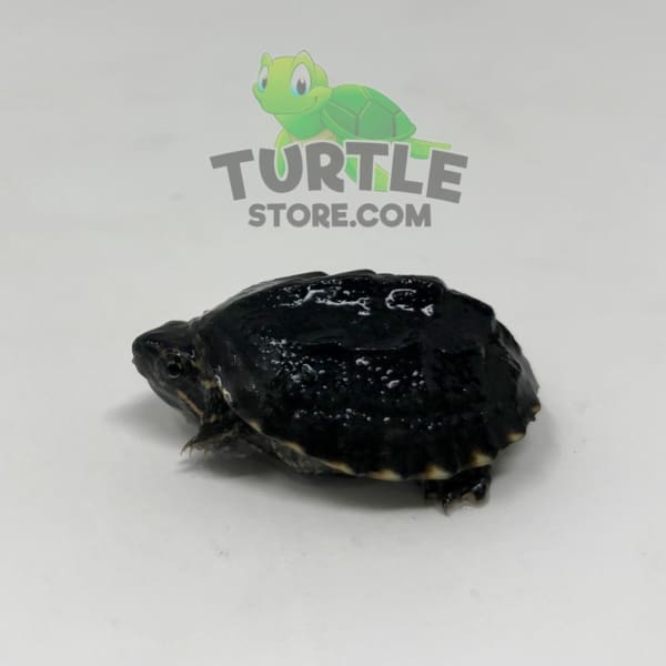 baby Common Musk Turtle