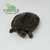 East African Serrated Side-Necked Turtle