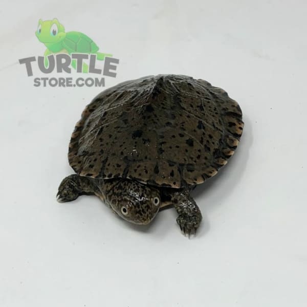East African Serrated Side-Necked Turtle