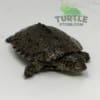 East African Serrated Side-Necked Turtle for sale