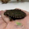 East African Serrated Side-Necked Turtle for sale