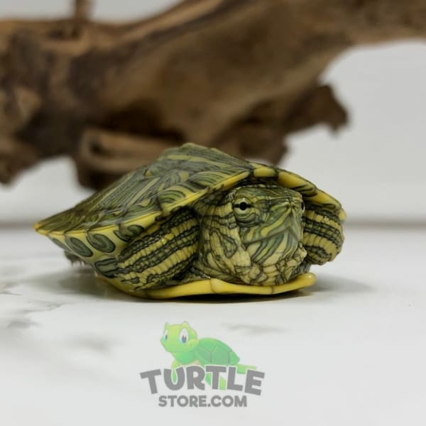 Ornate Slider turtle for sale