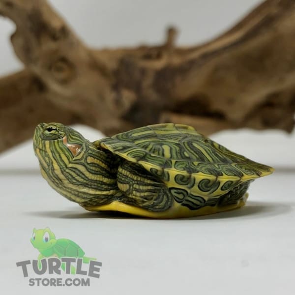 Ornate Slider turtle