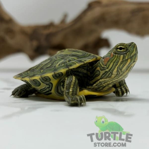 Ornate Slider turtle for sale