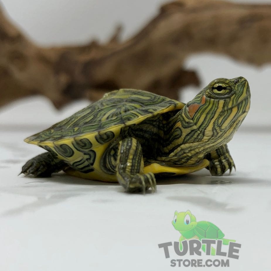 Live red eared slider turtles sales for sale