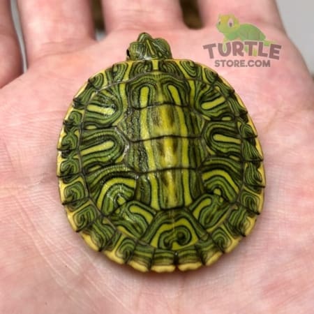 Ornate Slider turtle