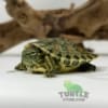 baby Peacock slider turtle