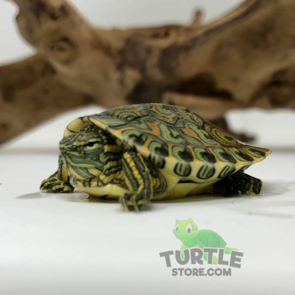 baby Peacock slider turtle
