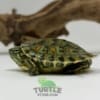 Peacock slider turtle for sale