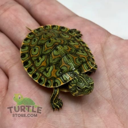 Peacock slider turtle