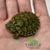 Peacock slider turtle