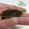 Leopard Softshell turtle for sale
