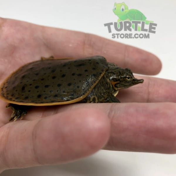 Leopard Softshell turtle for sale