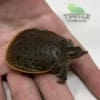 Leopard Softshell turtle for sale