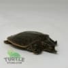 Leopard Softshell turtle
