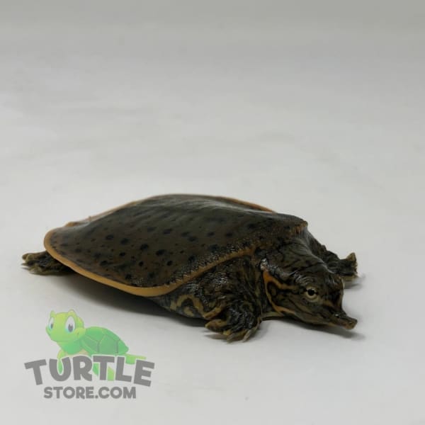 Leopard Softshell turtle