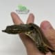 Leopard Softshell turtle