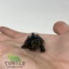 Common Musk Turtle for sale