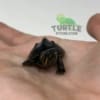 Common Musk Turtle for sale
