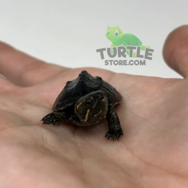 Common Musk Turtle for sale
