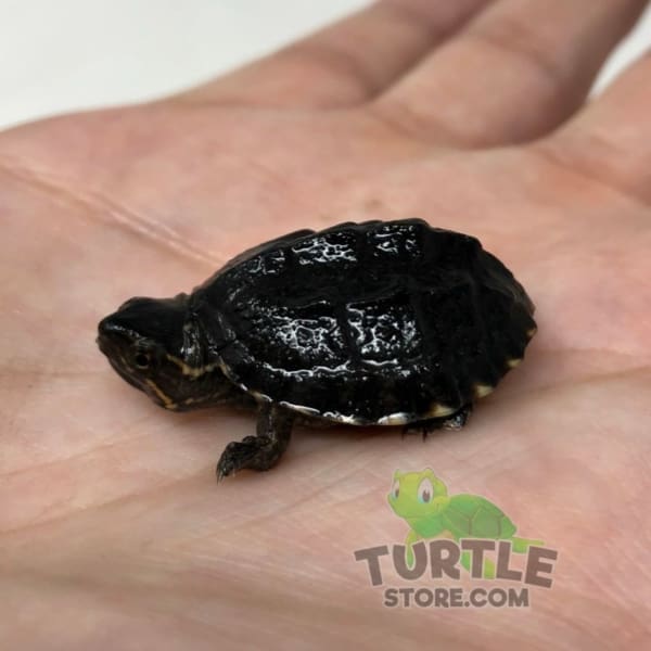 Common Musk Turtle