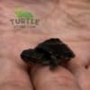 Common Musk Turtle