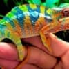 panther chameleon for sale