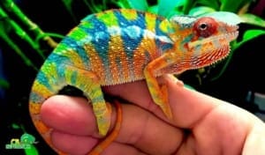 panther chameleon for sale