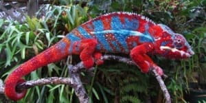 baby panther chameleon