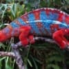 Ambilobe Panther Chameleon