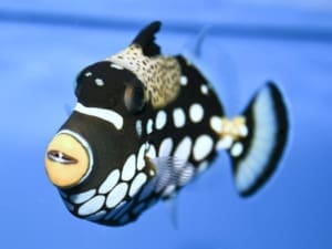 saltwater fish for sale online