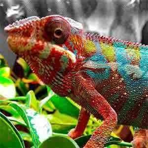 panther chameleons for sale