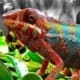 panther chameleons for sale