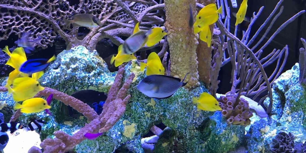 saltwater fish for sale online