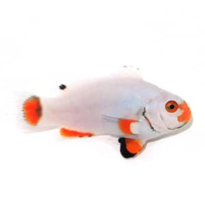 saltwater fish for sale