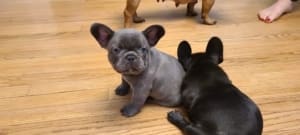 Frenchie Puppies for sale