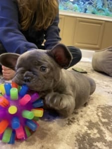 Blue Frenchie for sale