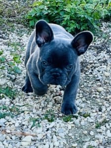 French Bulldog Puppy for sale