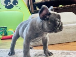 French Bulldog Breeders near me