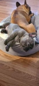 Best French Bulldog breeder