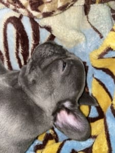 Frenchie Pups for sale