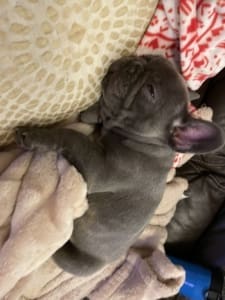 French Bulldog Breeder