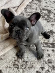 French Bulldog puppies for sale