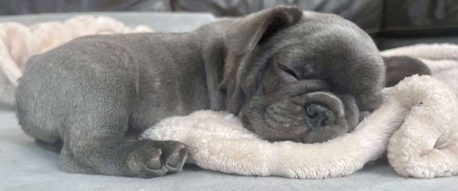 French Bulldog puppies for sale