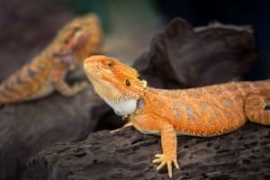 Fancy bearded dragon for sale