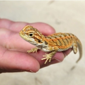 baby bearded dragon diet